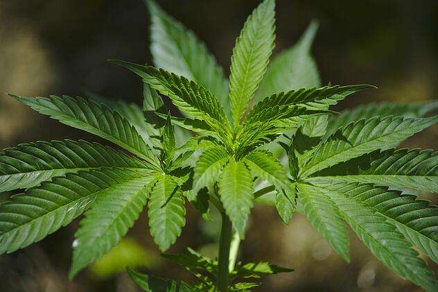 cannabis-1458000_1280_1.jpg