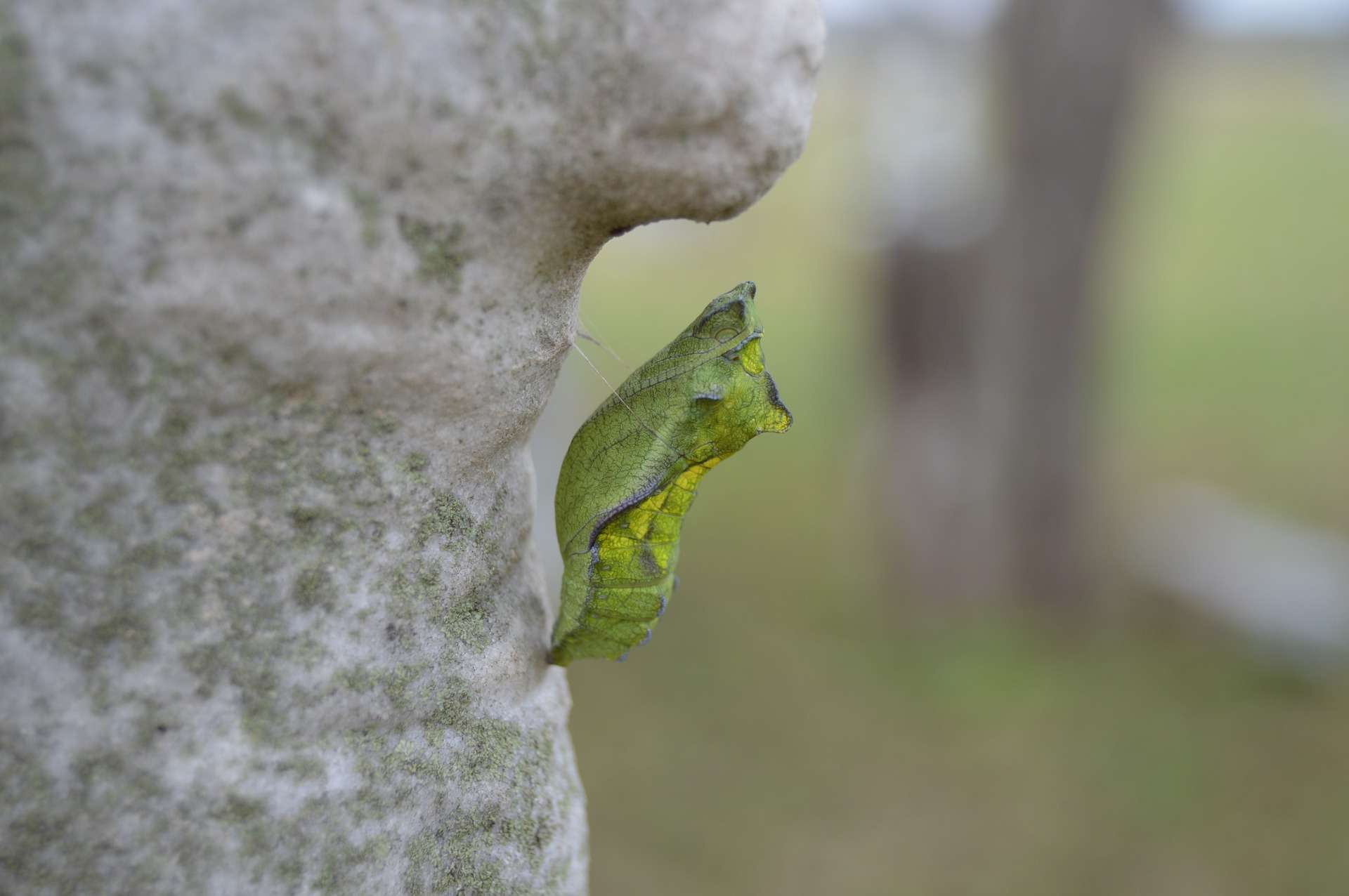 chrysalis-655526_1920